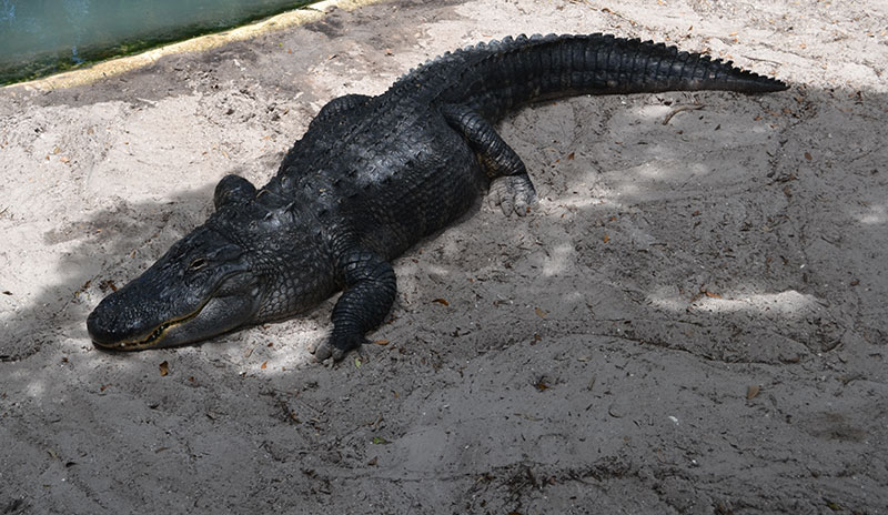 alligator farm in saint augustine