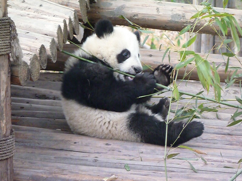 Doen in Chengdu: verliefd worden op schattige panda’s