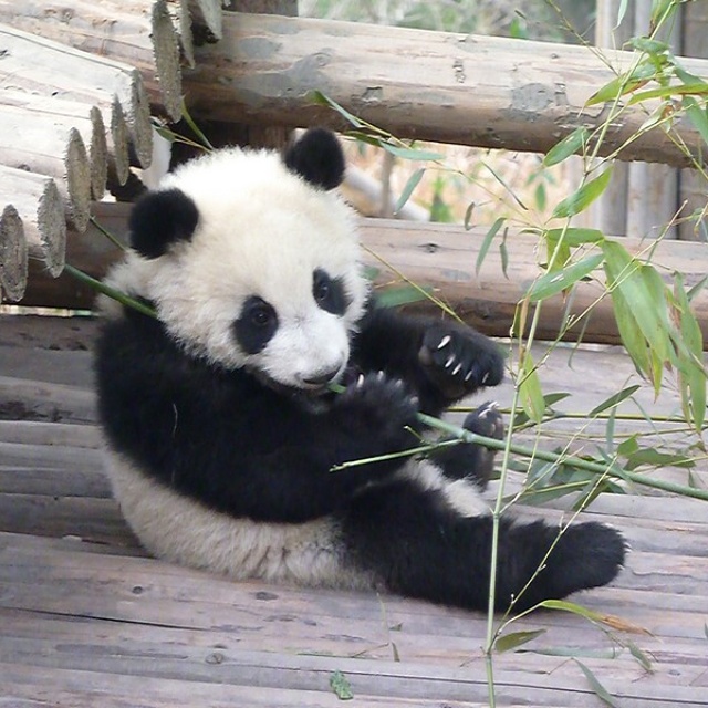 pandabeer chengdu