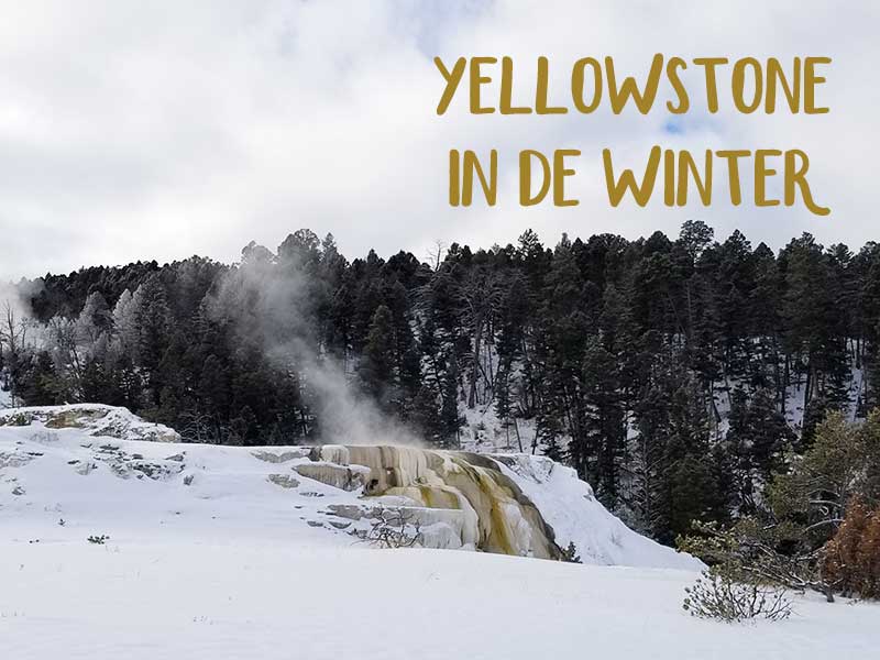 Sneeuw, warm waterbronnen en bizons in Yellowstone National Park